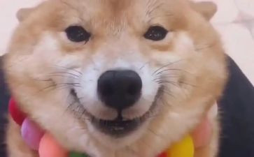 笑猫的日记读后感通用6篇