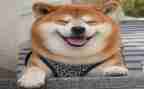 中班语言《笑》教案6篇