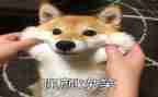笑对人生600字作文7篇