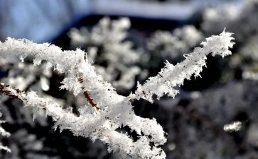 校园除雪心得体会最新6篇