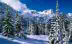 雪读后感100字7篇