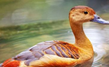 臭小鸭作文优秀8篇