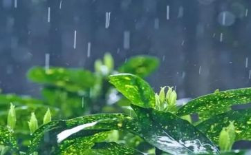 雨中的故事作文7篇