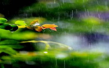 雨来的故事读后感100字7篇