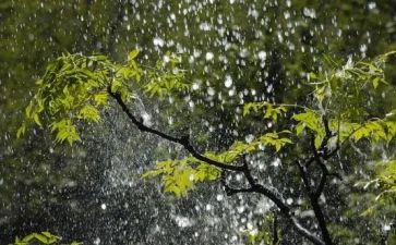 雨的狂欢节作文7篇