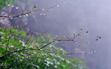 音乐活动小雨和花教案7篇