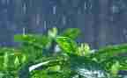 有关雨的作文精选5篇