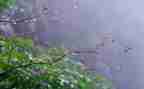 音乐活动小雨和花教案7篇