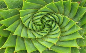 幼儿植物节教案8篇