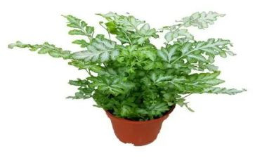 植物作文300字5篇