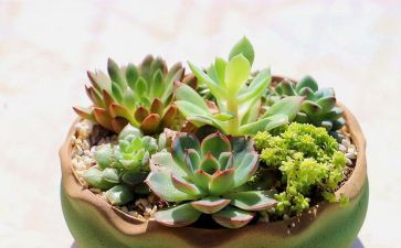 小学生作文植物的作文5篇