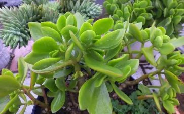 植物作文100字模板8篇