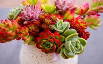小学生作文植物的作文精选5篇