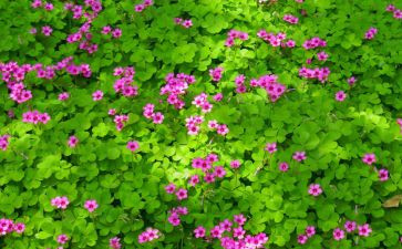 关于描写植物的作文6篇