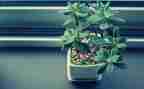 我的植物作文精选5篇