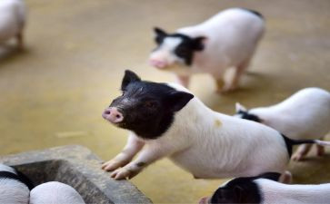 领养猪合同最新5篇