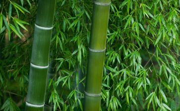 大班竹竿教案7篇