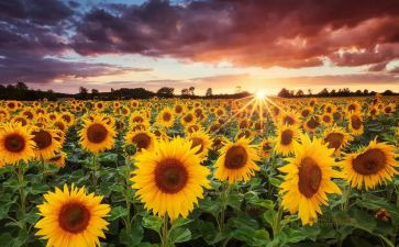 生命的追求作文5篇