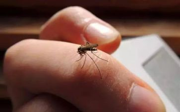 蚊子和牛的读后感精选5篇