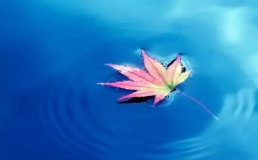 大自然的语言教案教案6篇