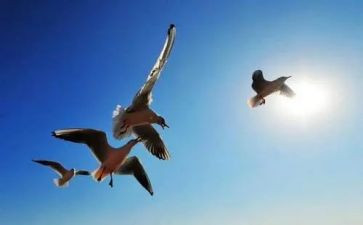 幼儿园自由日活动方案7篇